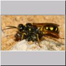 Mellinus arvensis - Kotwespe w48c beim Nesteintrag - Sandgrube Niedringhaussee.jpg